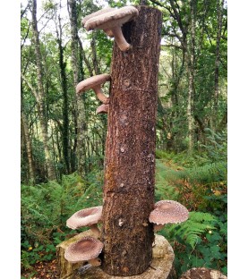 Tronco productor shiitake